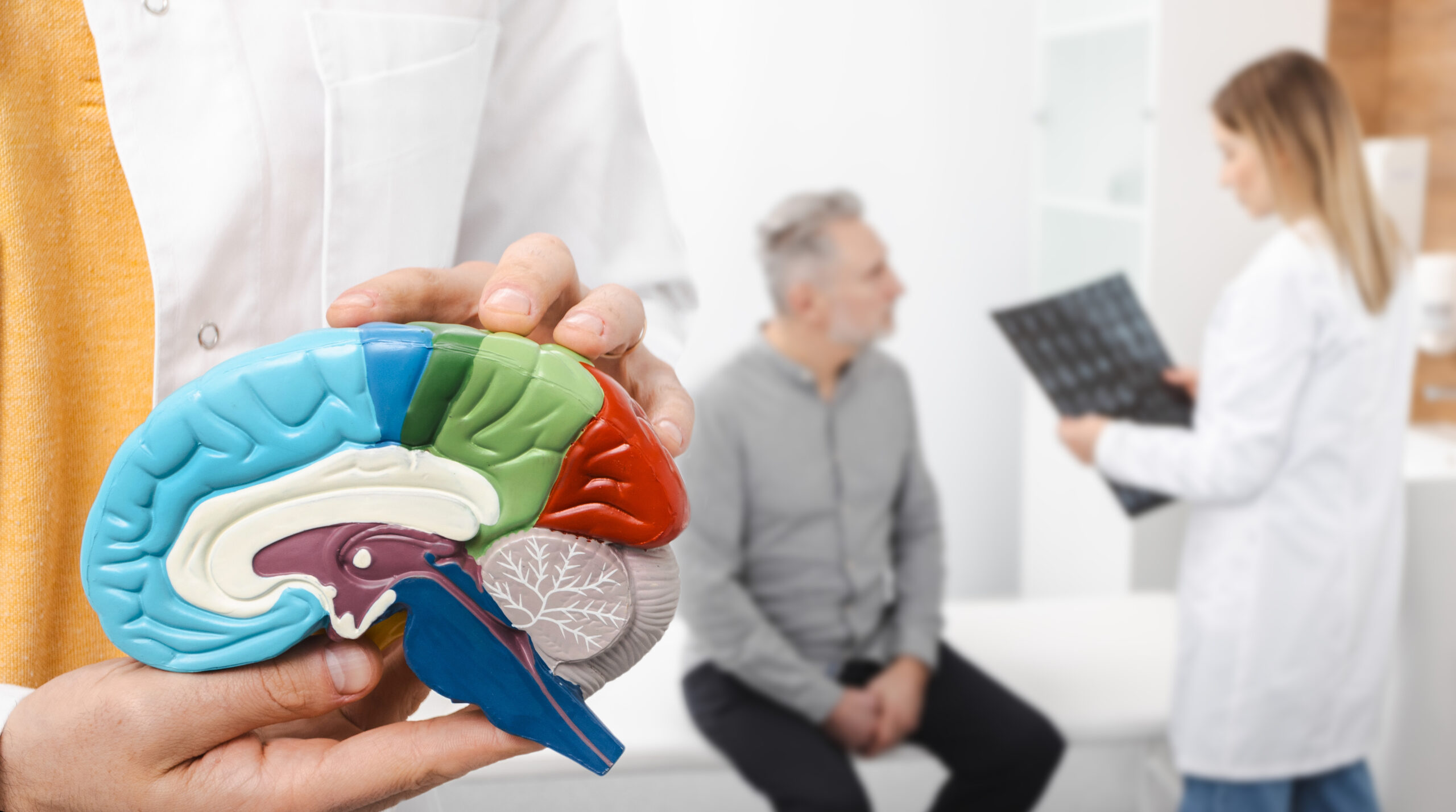 Doctor neurologist explains brain function using brain anatomical model during a consultation with a patient in medical clinic. Diseases of brain, nerves and nervous system