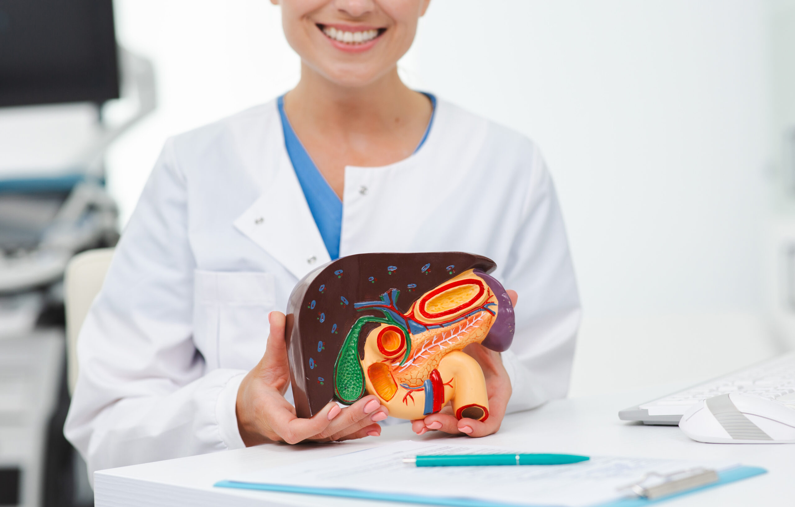 Treatment liver diseases in medicine, conceptual image. Liver anatomical model on doctor’s hands during hepatologist consultation